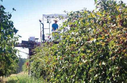 Breckenridge Farms grows Mississippi Muscadine grapes