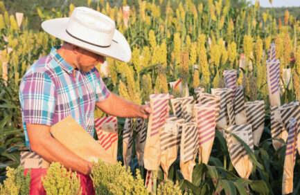 Kansas farmers, researchers and the Center for Sorghum Improvement are working together to find ways for sorghum production to be more water efficient.