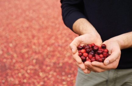Cropped shot of a man holding a handful of cranberries with berries in the background