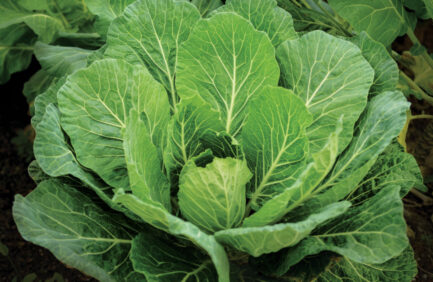 collards green