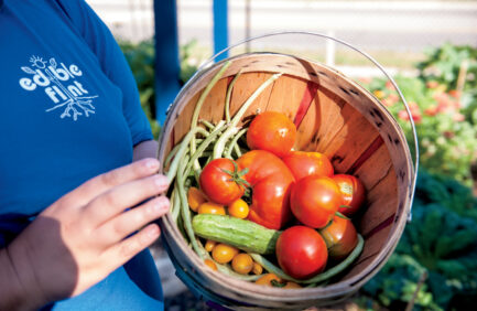 Up-close of a basket of produce someone is holding wearing an Edible Flint shirt