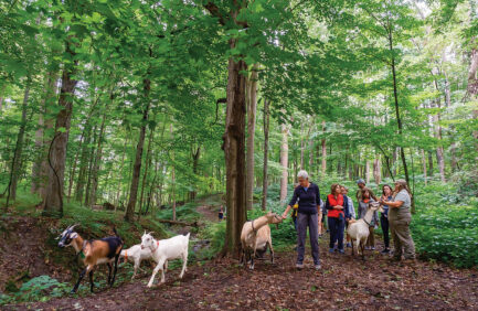 Verdant Hollow Farms in Buchanan focuses on climate-smart agriculture techniques, including silvopasture.