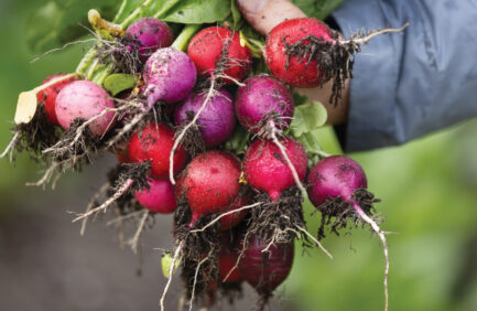 radishes