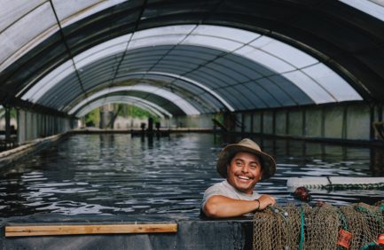 Rafael Morales corrals tilapia in a net at EarthCare Aquaculture.