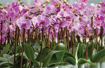 Orchids in bloom at Color Orchids, a Virginia Controlled Environment Agriculture grower