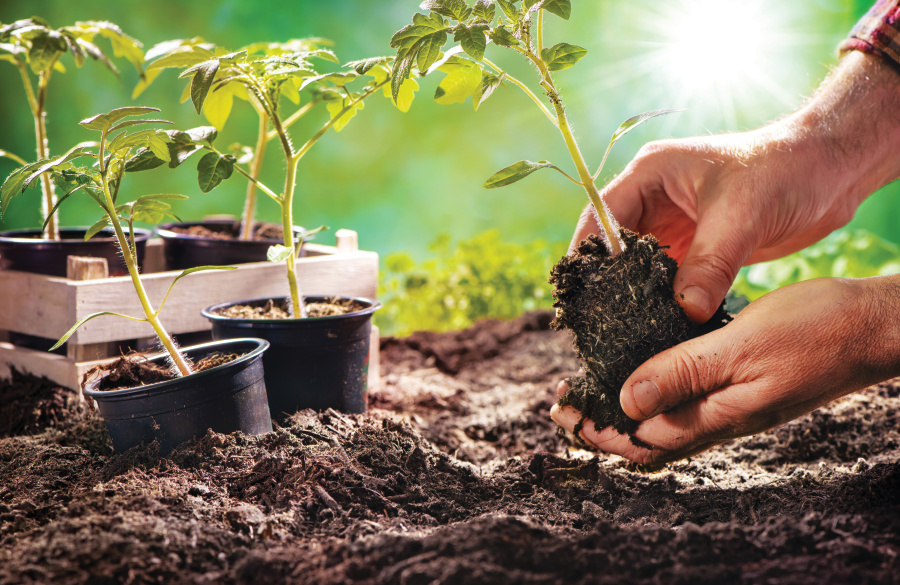tomato plants; master gardeners