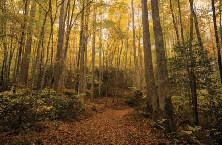 forests