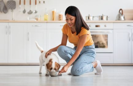 pets; feeding pet