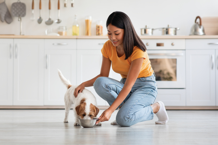 pets; feeding pet
