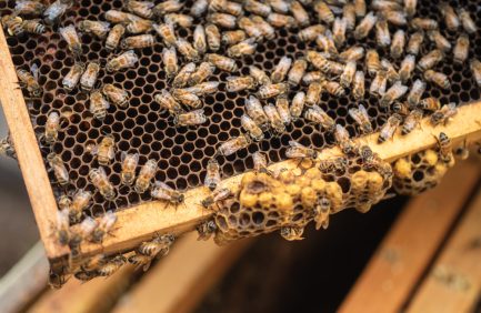Bees on a honeycomb