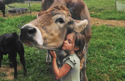 Little girl cheek to cheek hugging a cow