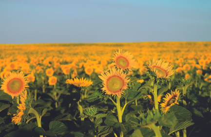Field of sunflowers