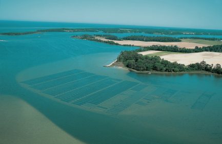 Aerial shot of the clam beds in Chesapeake Bay