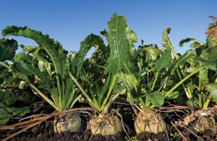 Sugarbeets