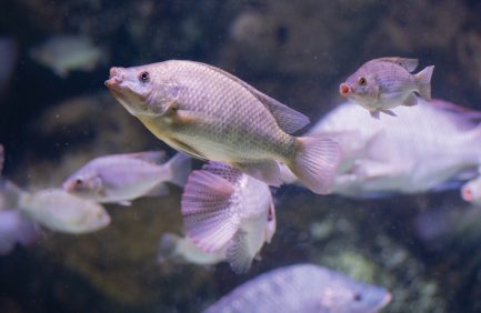 Tilapia swimming