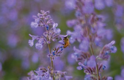 Russian Sage with a bee
