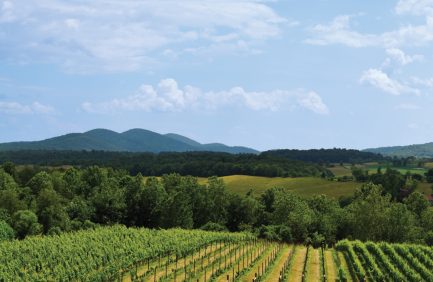A Virginia vineyard with Blue Ridge Mountains in the background