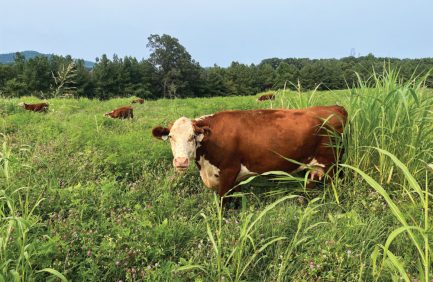 Cow in a field at Clover Green Farm
