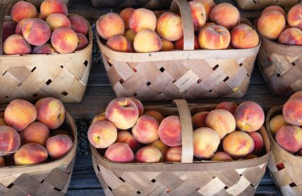 Bynum Peach Farm in Ellerbe, North Carolina