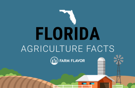 2024 Census of Ag Thumbnail Florida - Farm Flavor