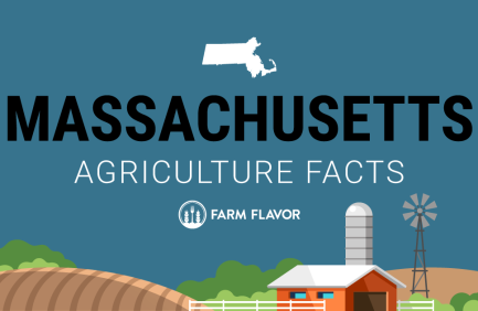 2024 Census of Ag Thumbnail Massachusetts - Farm Flavor