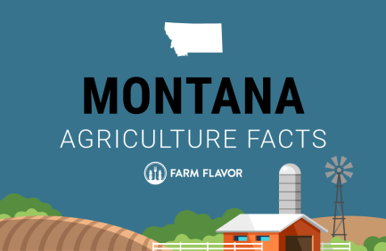 2024 Census of Ag Thumbnail Montana - Farm Flavor