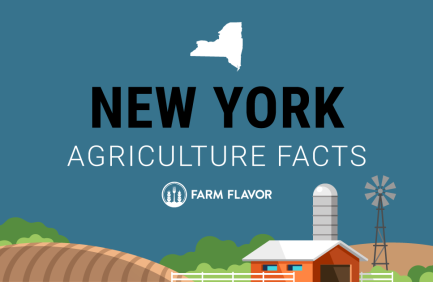 2024 Census of Ag Thumbnail New York - Farm Flavor