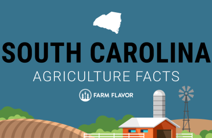 2024 Census of Ag Thumbnail South Carolina - Farm Flavor