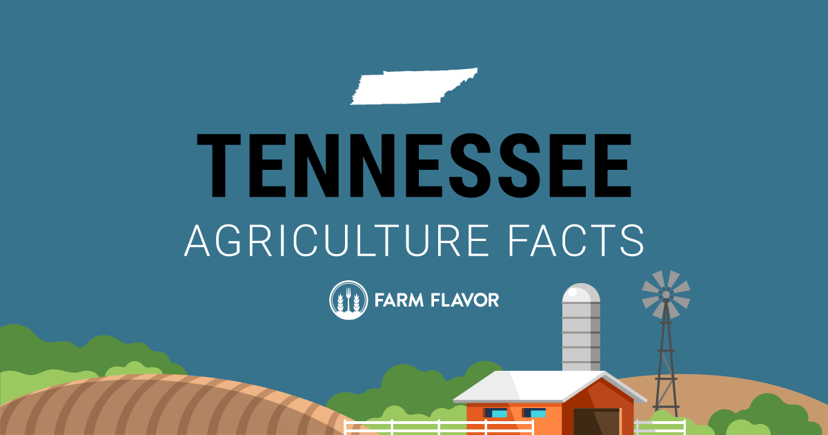 2024 Census of Ag Thumbnail Tennessee - Farm Flavor