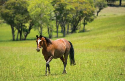 Horse walking through a field