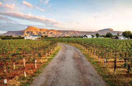 Colorado vineyard