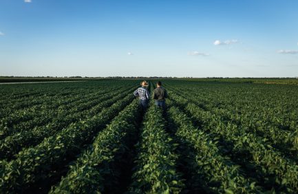 Rear view of two farmers in a field examining soy crop.