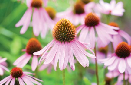 Purple coneflower