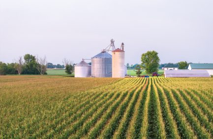 Corn fields with the grain bins in the background at M&N Suits Farms