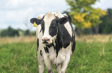 Indiana dairy cow at Freshly Dairy