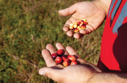 Up-close of someone holding Massachusetts cranberries
