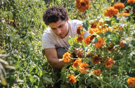 Miguel Pacheco Velazquez picking produce at Urban Farming Institute