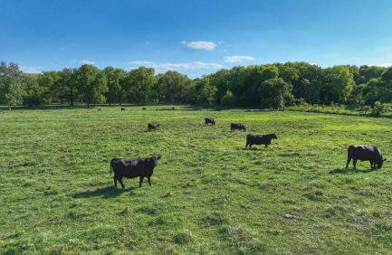 550 Wagyu cattle
