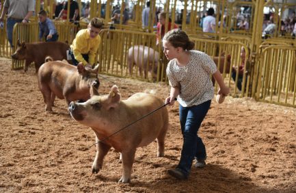 Indiana State Fair kids showing pigs