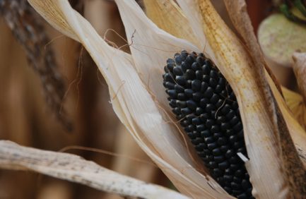 Black corn