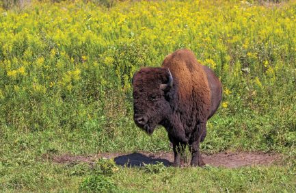 A bison standing in a field among prairie of golden flowers