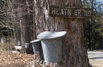 Maple tree taps