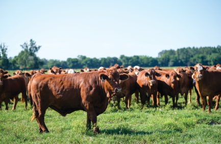 Quincey Cattle Co.