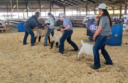 Tracy Dendinger teaches budding sheep showmen at her Champion’s Choice Camps.
