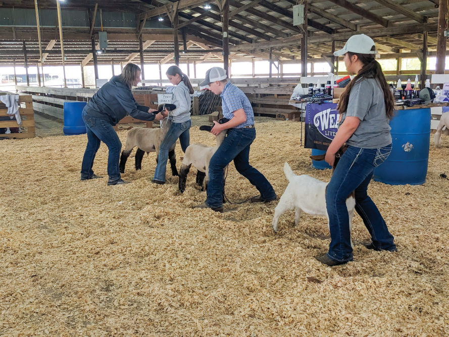 Tracy Dendinger teaches budding sheep showmen at her Champion’s Choice Camps.