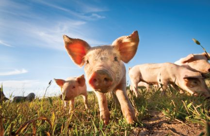 pig in field
