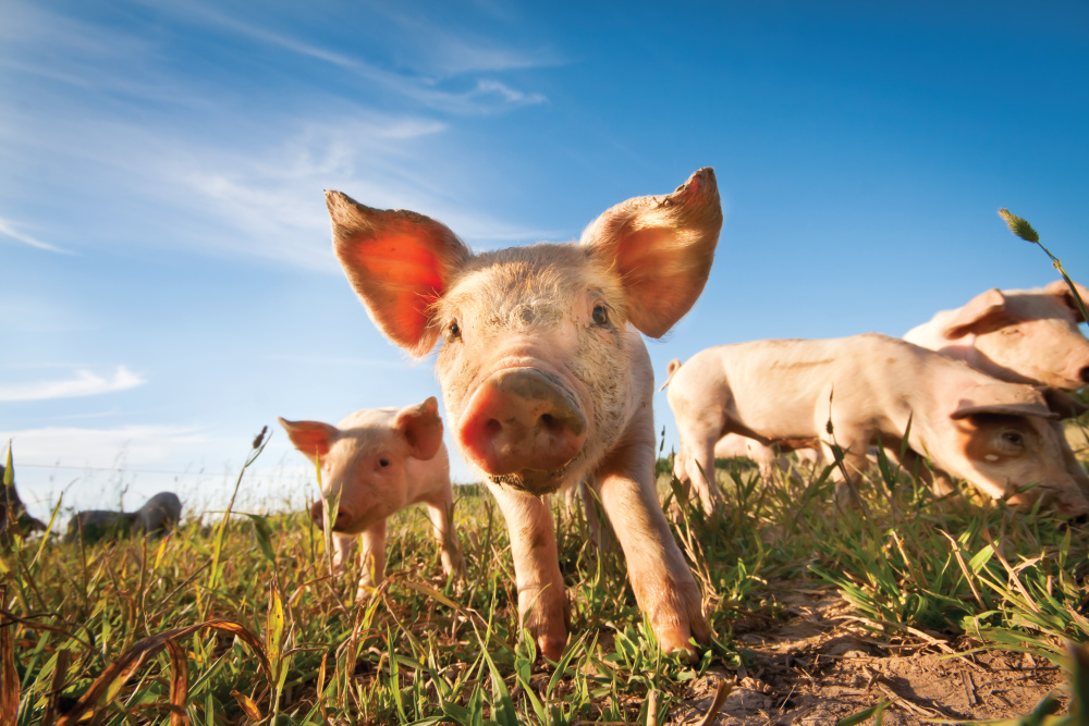 pig in field