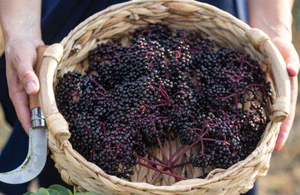 basket of elderberries