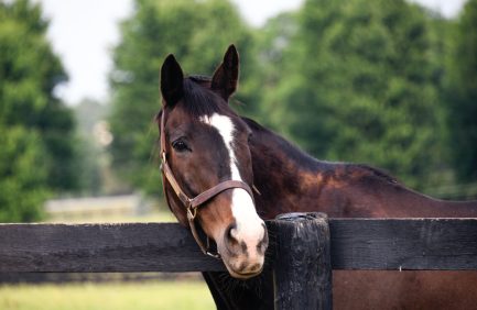 Lava Man standing by a fence at Old Friends