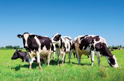 Consumers Energy converts cow manure from Michigan farms into clean fuel used to heat homes and businesses.